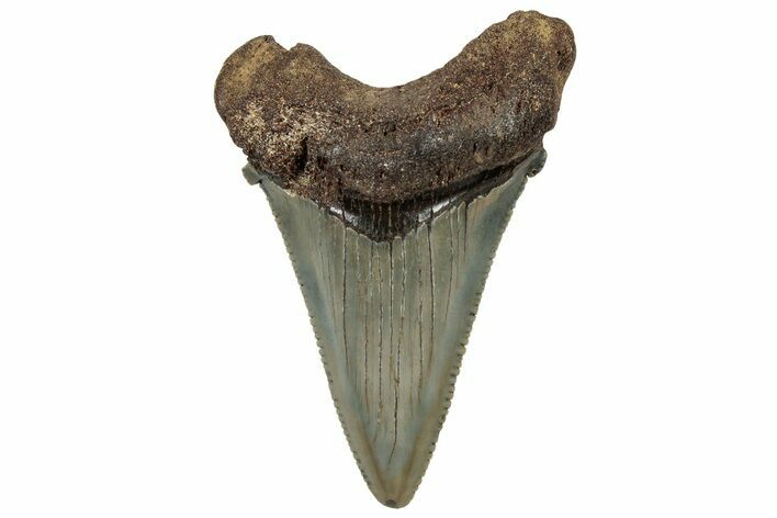 Serrated Angustidens Tooth - Megalodon Ancestor #302053